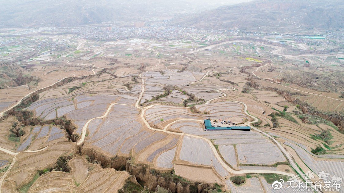 小猫不可以纹花臂